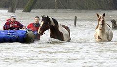 Královéhradetí hasii zachraovali nkolik koní, které rozvodnná eka Orlice uvznila na pastvinách u obce Bleno.