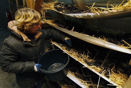Hana iicov z Vinastv Marcink v Novosedlch na Beclavsku kontroluje hrozny odrdy Frankovka pro vrobu slmovho vna. 