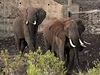 V Keni postavili první africký podchod pro slony