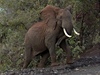 V Keni postavili první africký podchod pro slony