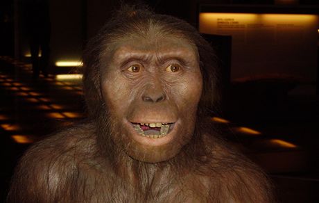 australophitecus afarensis