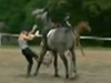 ena kope kon do bicha - zábry nyní kolují na Youtube.com