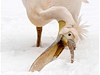 Pelikán v zoo v Pekingu 'zkoumá' práv napadnutý sníh.