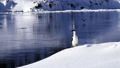 Na Antarktidě mění měkkýš pohlaví. Kvůli reprodukci 