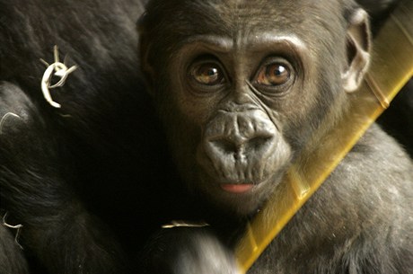 Gorilí mlád Moja z praské zoo.