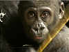 Gorilí mlád Moja z praské zoo.