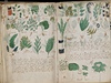 Voynichv rukopis