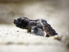 Mládě mořské želvy karety obecné