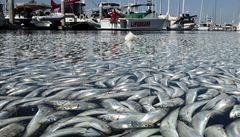 OBRAZEM: Pstav v Kalifornii zaplavily miliony mrtvch ryb