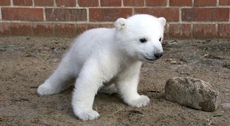 Knut krátce po narození