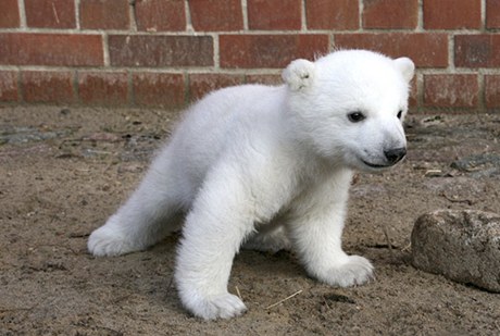 Knut krátce po narození