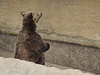 Medvdi z plzeské zoo.