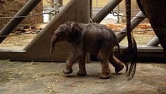 Život slůněte v ostravské zoo se komplikuje, matka ho napadá