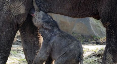 Pracovníci ostravské zoo se radují. V pátek narozené sln zaalo pirozen pít mléko od matky