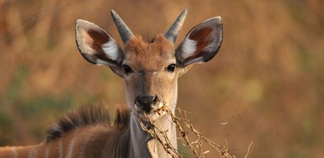 Jedno z dvanácti nových mláat antilopy Derbyho, která se koncem loského roku narodila v rezervaci Bandia v Senegalu, na snímku z 5. bezna 2011.