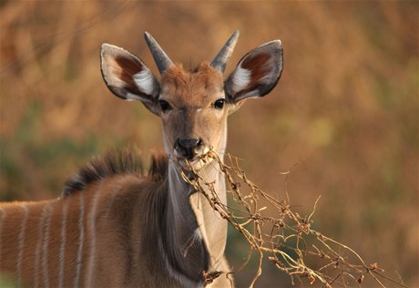 Jedno z dvancti novch mlat antilopy Derbyho, kter se koncem loskho roku narodila v rezervaci Bandia v Senegalu, na snmku z 5. bezna 2011.