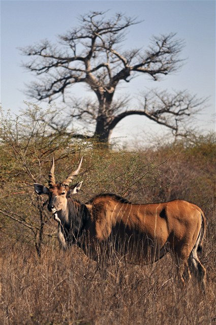 Samice antilopy Derbyho v rezervaci Bandia v Senegalu.