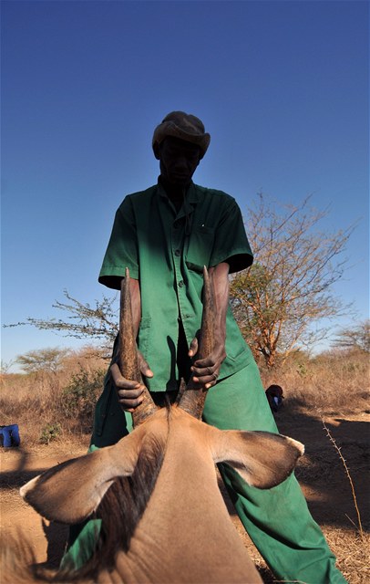 Asistent Umar dr zpma hlavu uspan antilop.