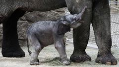 Pracovníci ostravské zoo se radují. V pátek narozené sln zaalo pirozen pít mléko od matky