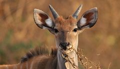 Čeští vědci rozmnožili vzácné antilopy