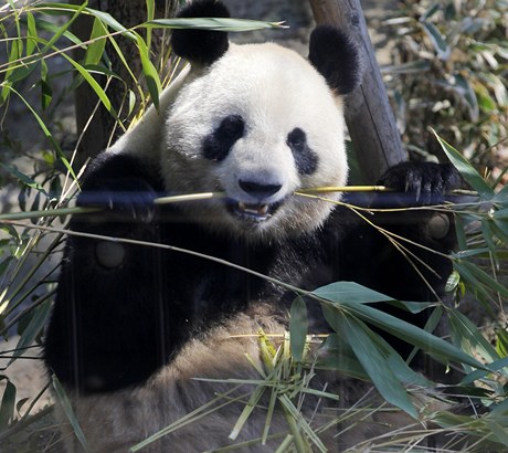 Samička pandy velké jí bambus
