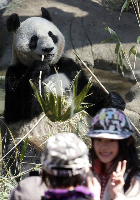 Dti pzuj ped samic pandy velk v tokijsk zoo