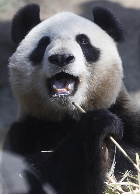 Samice pandy velké 
