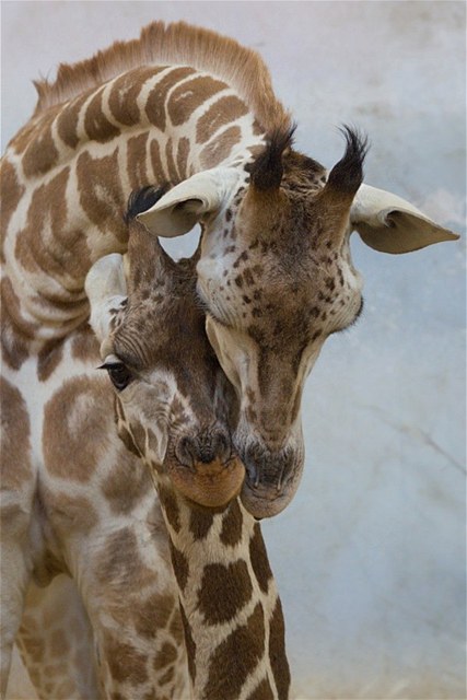 Žirafí mládě Boubravka s matkou Kleopatrou