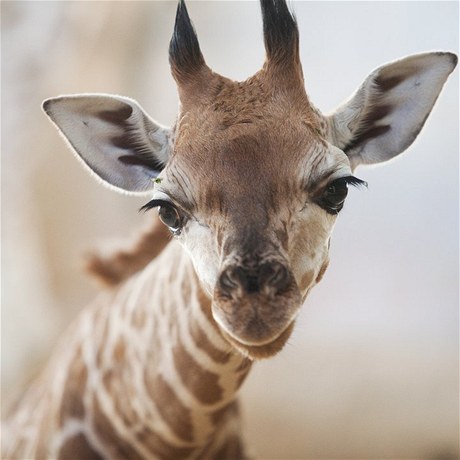 Žirafí mládě Boubravka