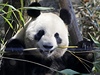 Samika pandy velké jí bambus