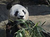 Samika pandy velké jí bambus