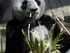 Dti pózují ped samicí pandy velké v tokijské zoo
