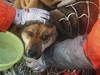 Zachránný pes, kterého z moe vytáhla japonská pobení strá