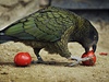Papouek nestor kea z Nového Zélandu