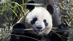 Slavn panda Lin-pching kvli hledn partnera opust Thajsko 