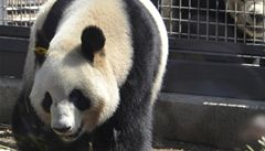 V Tokiu mají dvě pandy velké. Přiletěly z Číny