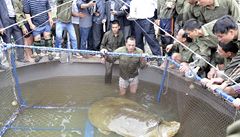 Legendární �elvu, posvátný symbol Vietnamu, odchytávali záchraná�i, zví�e je zran�né a musí se lé�it.