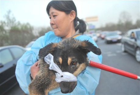 íntí ochránci v Pekingu zachránili asi 500 ps. 