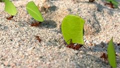 Mravenci stihai
