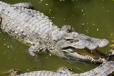 Krokodýli (ilustrační foto)