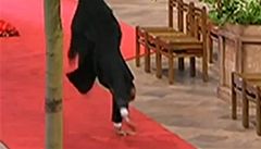 Kostelník práv� d�lá hv�zdu na �erveném koberci ve Westminsterském opatství.