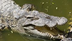 Australanka natočila dramatický souboj hada s krokodýlem