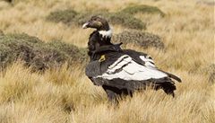 Sledovaní kondo�i velcí