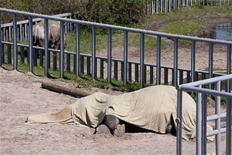 Za úadování Svitlany Berzinové zmizela z evidence kyjevské zoo polovina zvíat. 