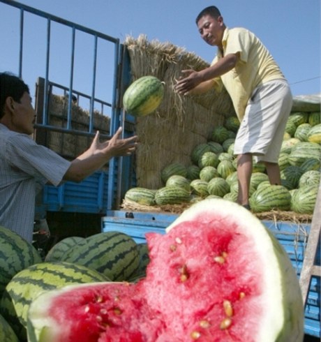 íané své melouny masivn chemicky hnojí.