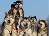 Psi bí na zaátku posledního úseku závodu psích speení edivákv long v Detné v Orlických horách.