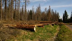 Kácení stromů má ve východní Evropě katastrofální rozměry