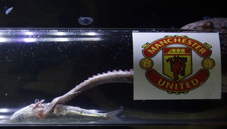 Chobotnice Iker pedpovídá triumf ve finále Ligy mistr Manchesteru United.