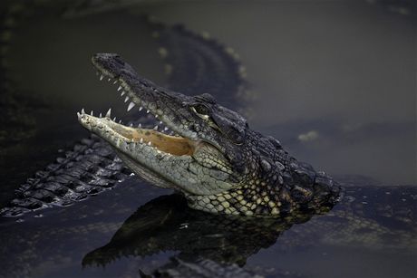Farma ve Velkém Karlov chová více ne 200 krokodýl nilských.
