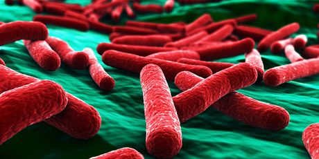 Bakterie E.coli pod mikroskopem (ilustraní foto).